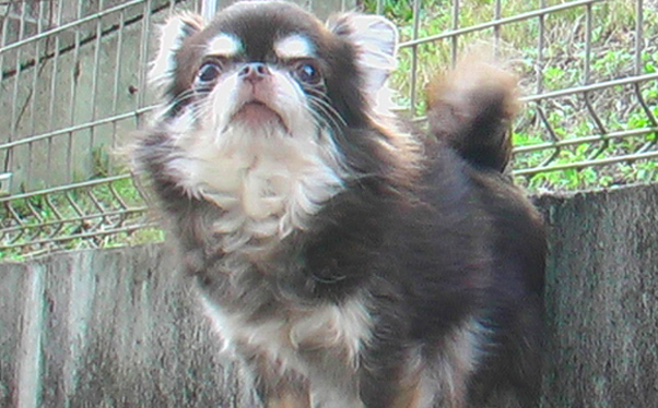 おしくま動物病院です